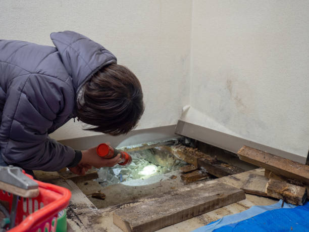 Best Basement Mold Removal  in Kent, WA