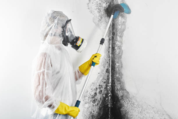 Trusted Kent, WA Mold Removal Experts