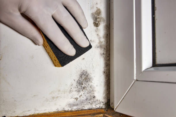 Best HVAC Mold Inspection and Cleaning  in Kent, WA