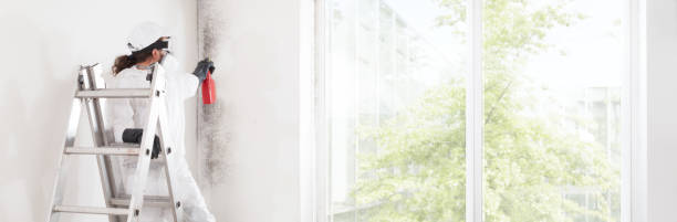 Best Black Mold Removal  in Kent, WA